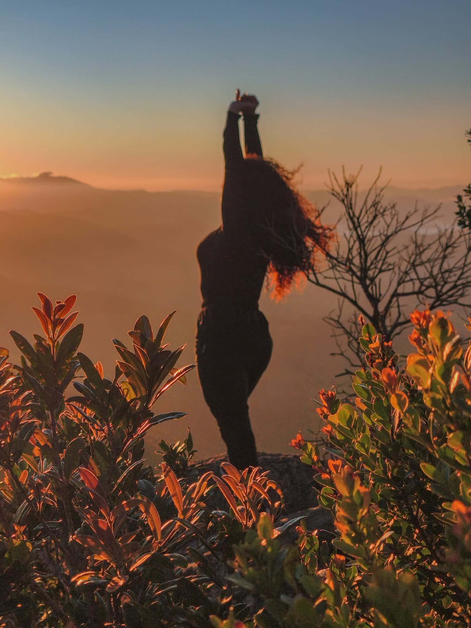 Pico do lopo
